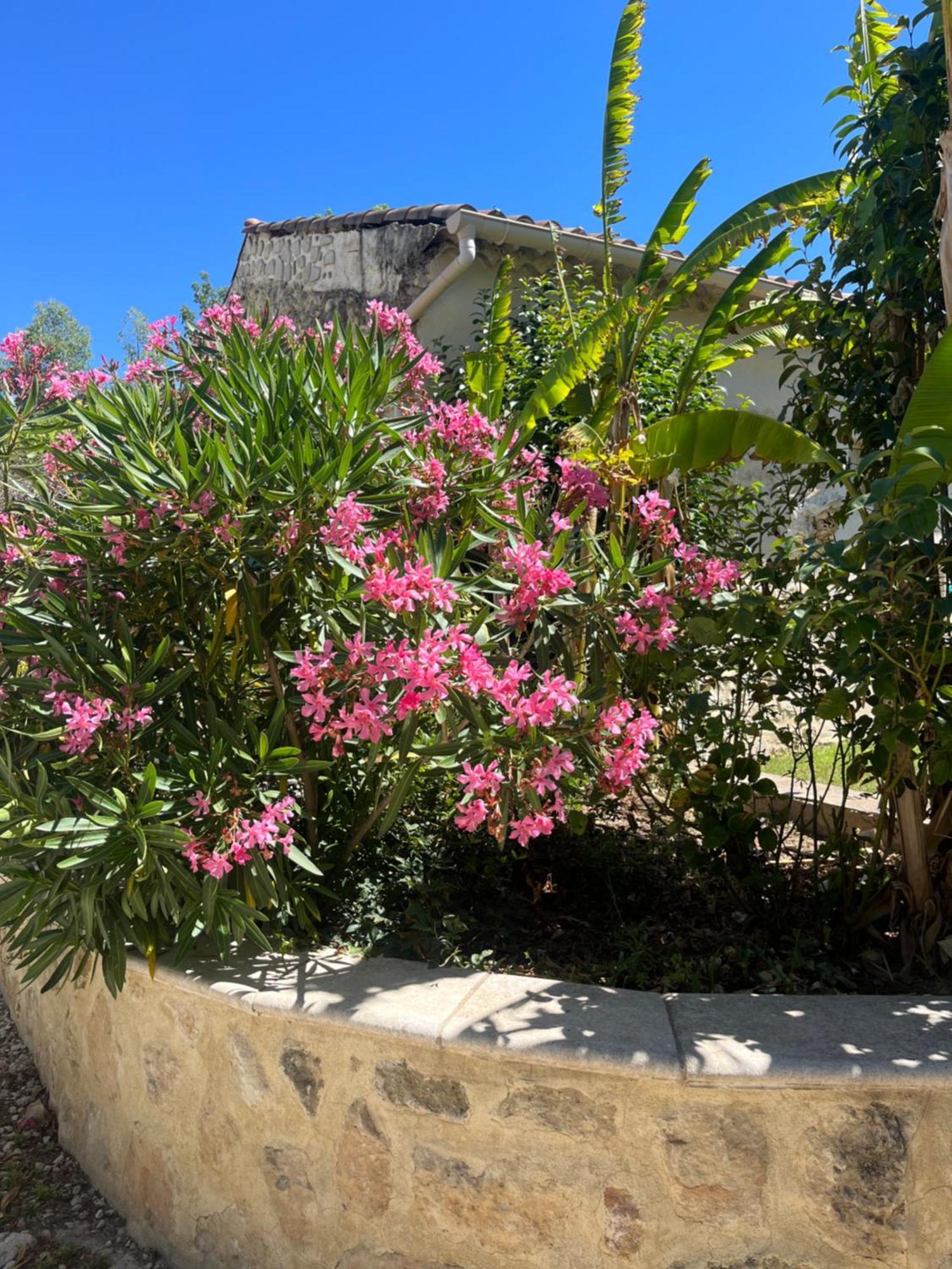 Studio Menthe-Clim-Terrain De Petanque-Piscine Collective Saint-Paul-Trois-Chateaux ภายนอก รูปภาพ